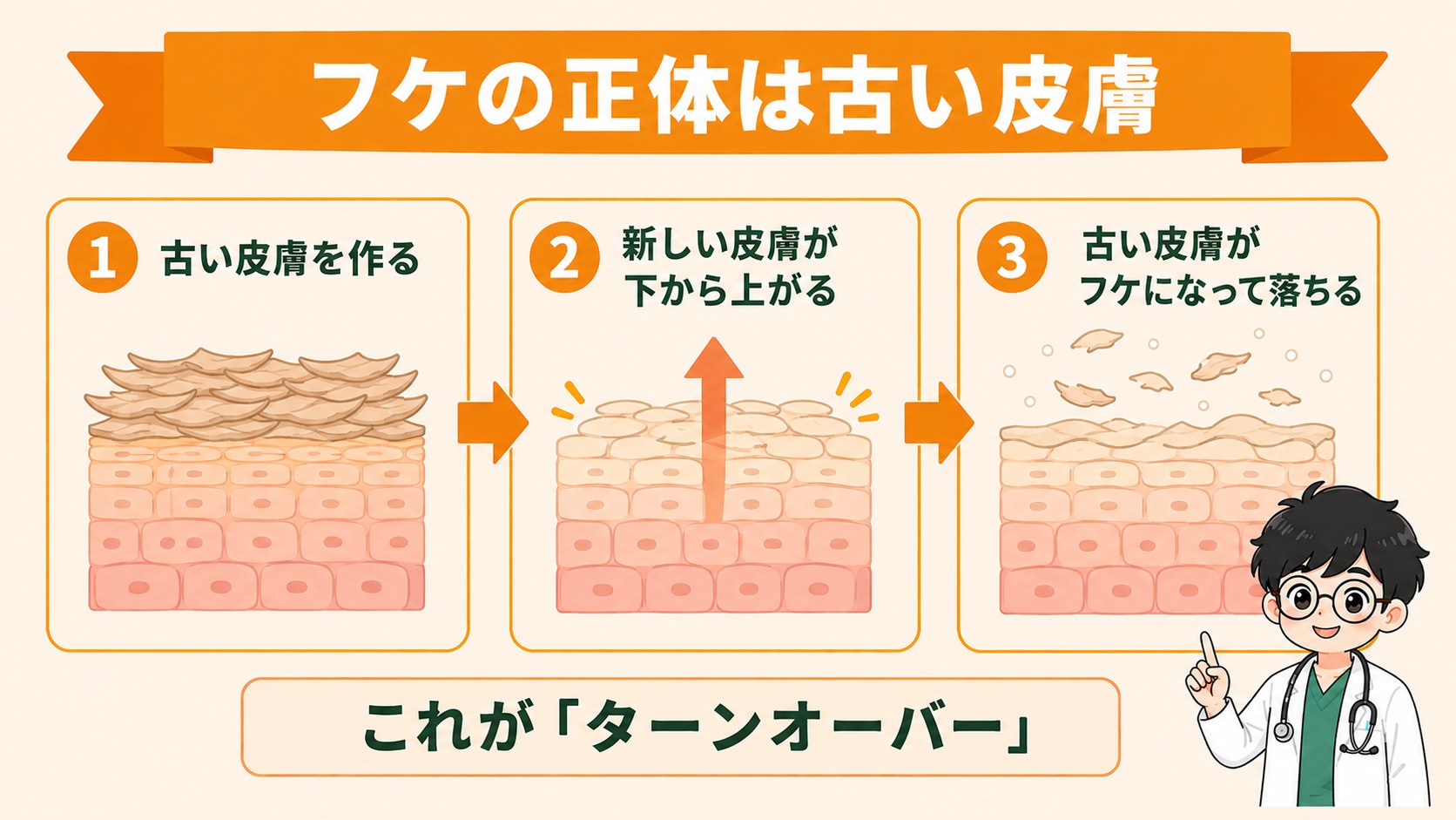 犬のフケの正体:皮膚のターンオーバーで剥がれ落ちた古い細胞