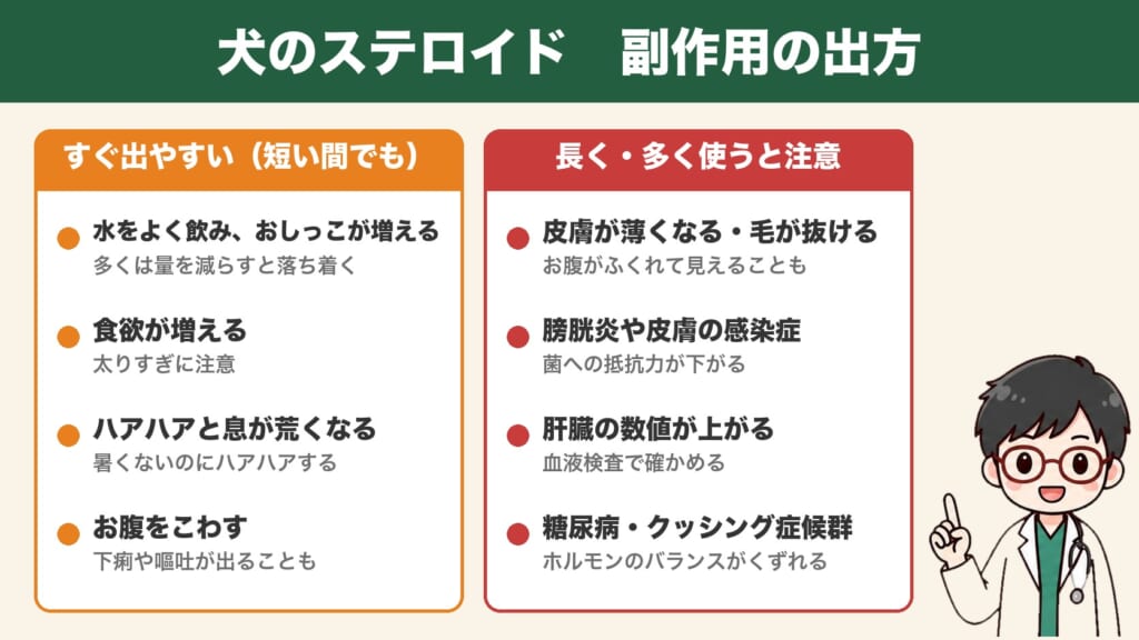 犬のステロイドの副作用:すぐ出やすいものと、長く・多く使うと注意したいもの